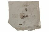 Fossil Seed, Beetle, Ant, and Feather Plate - Utah #213390-2